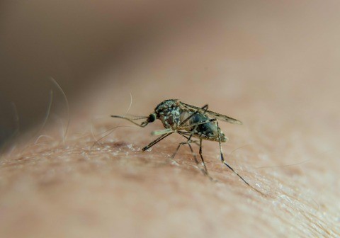 Ancaman Malaria di Musim Pancaroba